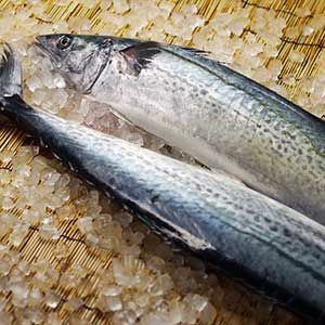 本サワラ