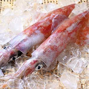 白イカ（ケンサキイカ）