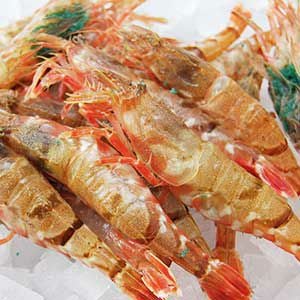 天然白海老（しろえび）