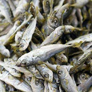 豆鰺の煮干し
