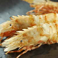 天然「鬼海老」