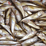 一夜干し「ハタハタ」