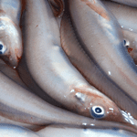 一夜干し「幻魚（ノロゲンゲ）」