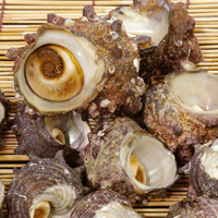 活け「サザエ」