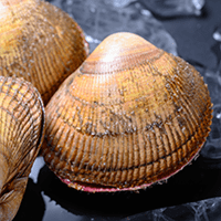 丹後とり貝