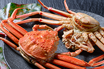 セイコガニ（セコ蟹・香箱ガニ）