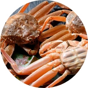 セイコガニ（香箱ガニ）