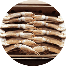 カニスキセット 業務用 5kg箱