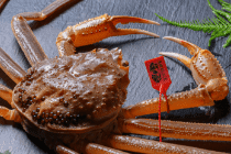 活け プレミアムズワイガニ 魚政BLACK（松葉ガニ・越前ガニ）