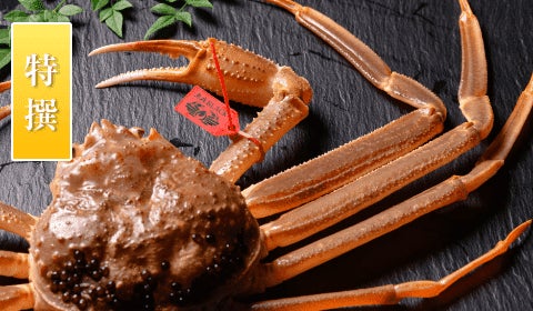 活け プレミアムズワイガニ 魚政BLACK（松葉ガニ・越前ガニ）特撰