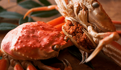 茹でセイコガニ 特撰