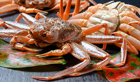 活けセイコガニ お徳用