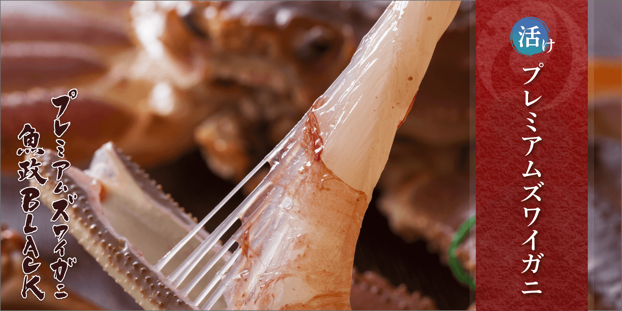 活け プレミアムズワイガニ 魚政BLACK（松葉ガニ・越前ガニ）