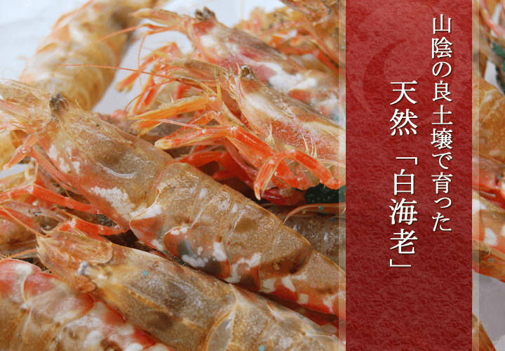 天然白海老（しろえび）