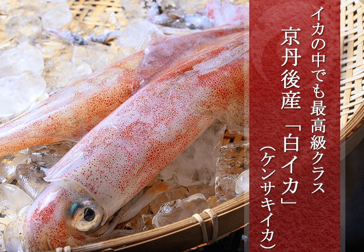 白イカ（ケンサキイカ）