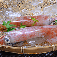 白イカ（ケンサキイカ）