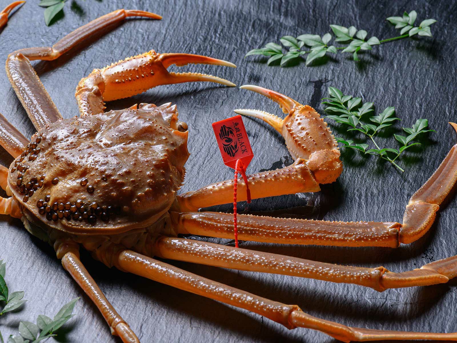 専用帯5890 ●高級 正絹 紬 六通 袋帯 蟹 お徳用】活け プレミアムズワイガニ 魚政BLACK 600g級 1匹 ｜松葉ガニ
